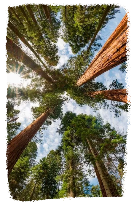 img-conexao-oxossi-7